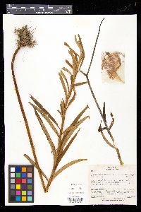 Lilium leichtlinii var. maximowiczii image