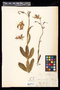 Lilium martagon image
