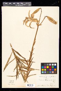 Lilium leichtlinii var. maximowiczii image