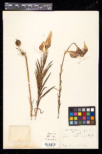 Lilium leichtlinii var. maximowiczii image