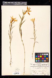 Lilium concolor var. pulchellum image