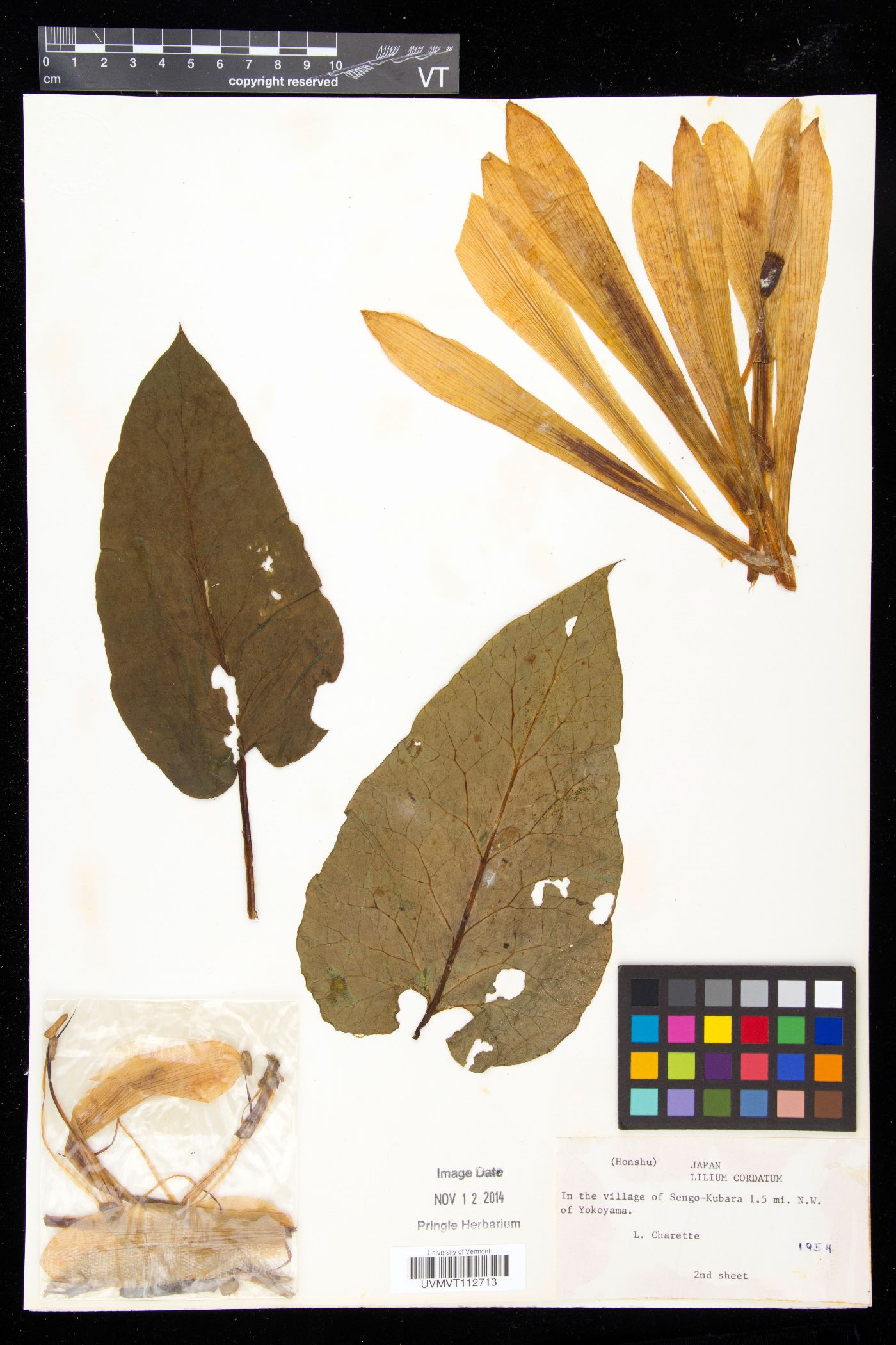Cardiocrinum cordatum image