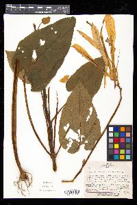 Cardiocrinum cordatum image