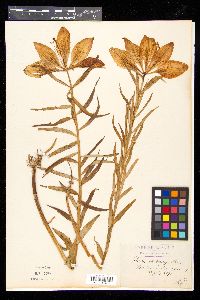 Lilium bulbiferum image