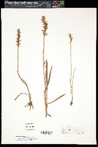 Spiranthes cernua image