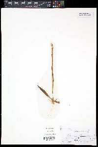 Spiranthes romanzoffiana image