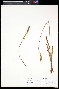 Spiranthes vernalis image