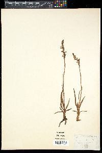 Spiranthes aestivalis image