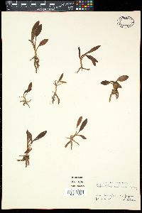 Spiranthes sinensis image