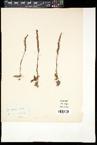 Spiranthes spiralis image