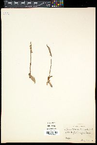 Spiranthes spiralis image