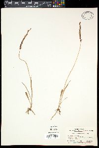 Spiranthes sinensis image