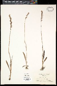Spiranthes sinensis image