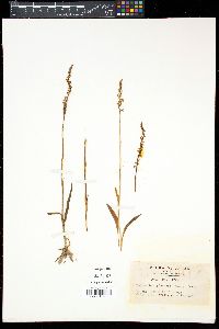 Spiranthes sinensis image