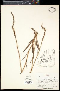 Spiranthes sinensis image