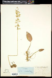 Tipularia unifolia image