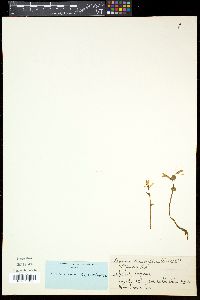 Triphora trianthophora image