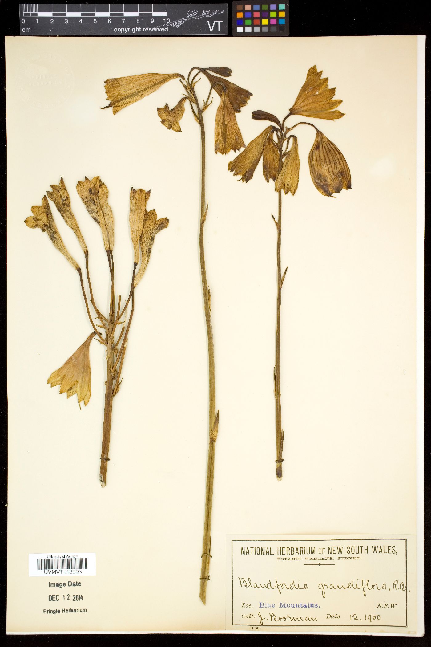 Blandfordiaceae image