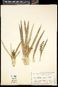 Media resource of Astelia alpina