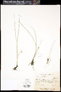 Hypoxis micrantha image