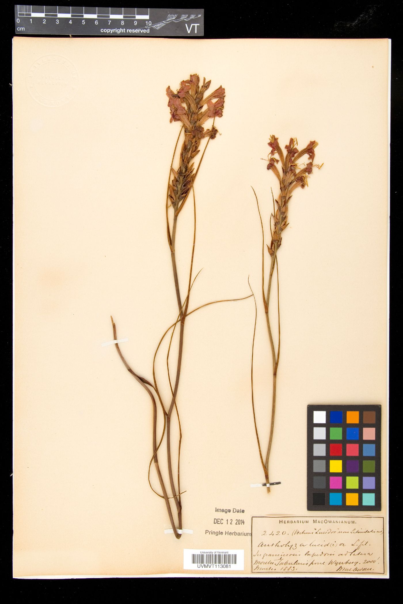 Tritoniopsis triticea image