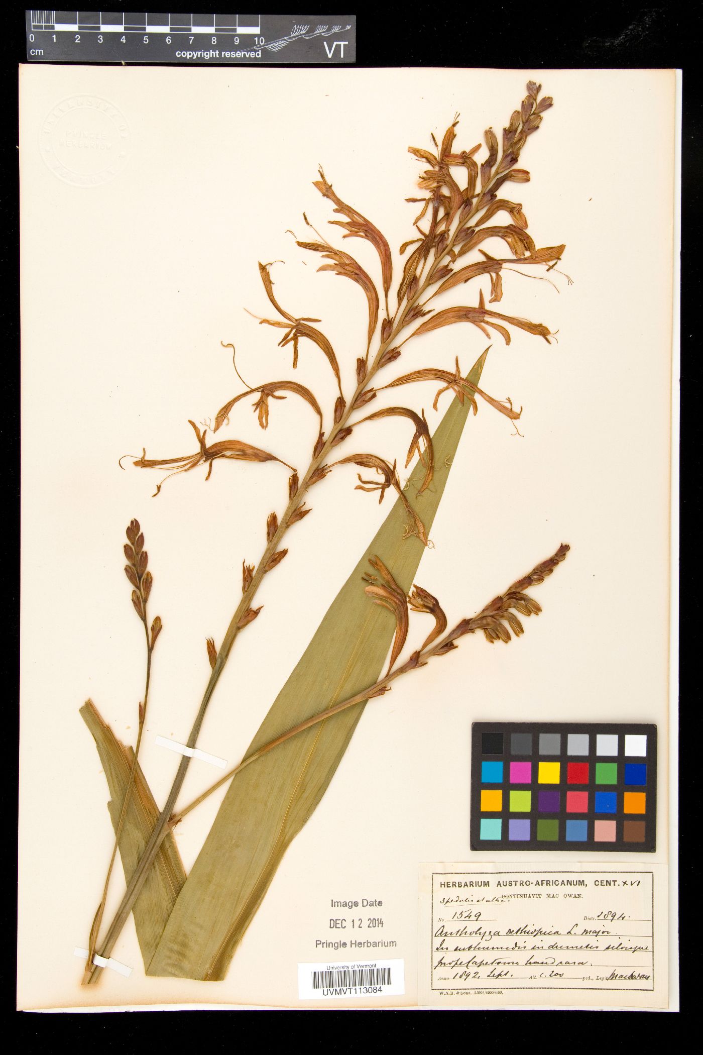Antholyza image