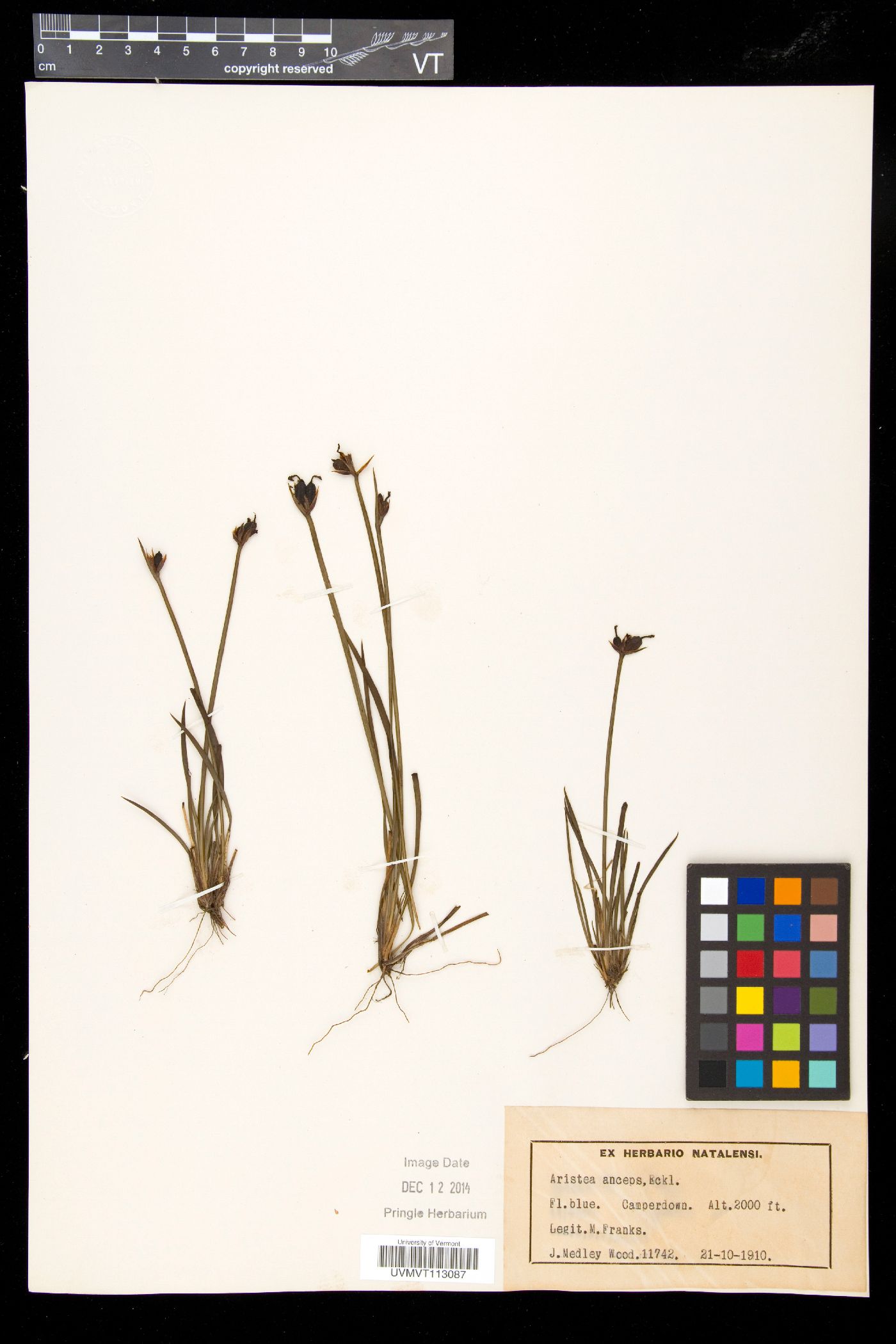 Aristea anceps image