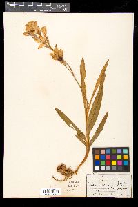 Image Associated With the Occurence