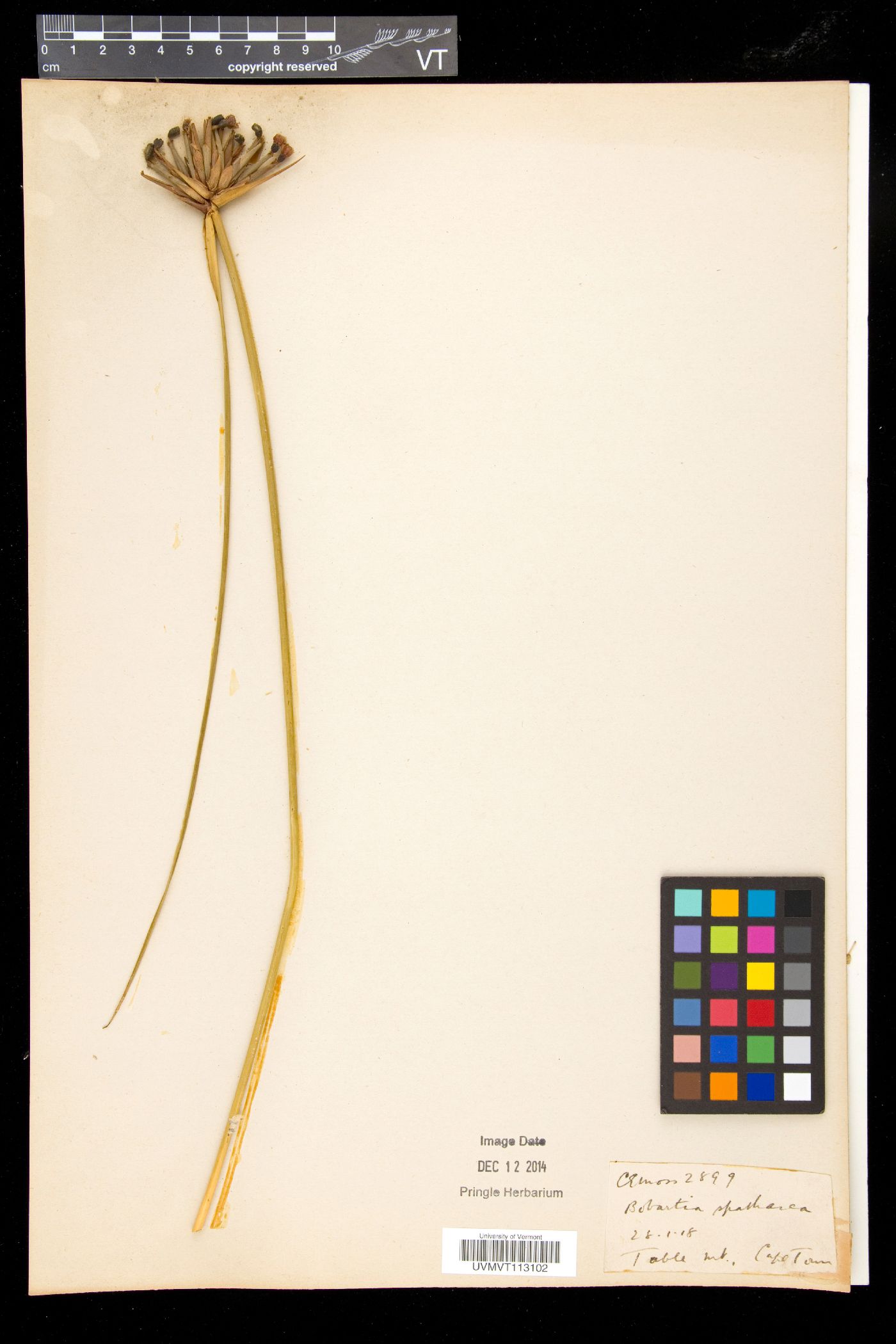 Bobartia image