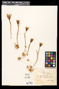 Crocus biflorus image