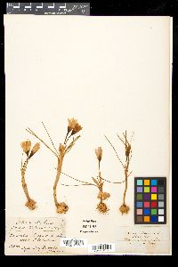 Crocus biflorus image