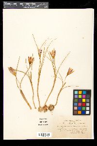 Crocus biflorus image