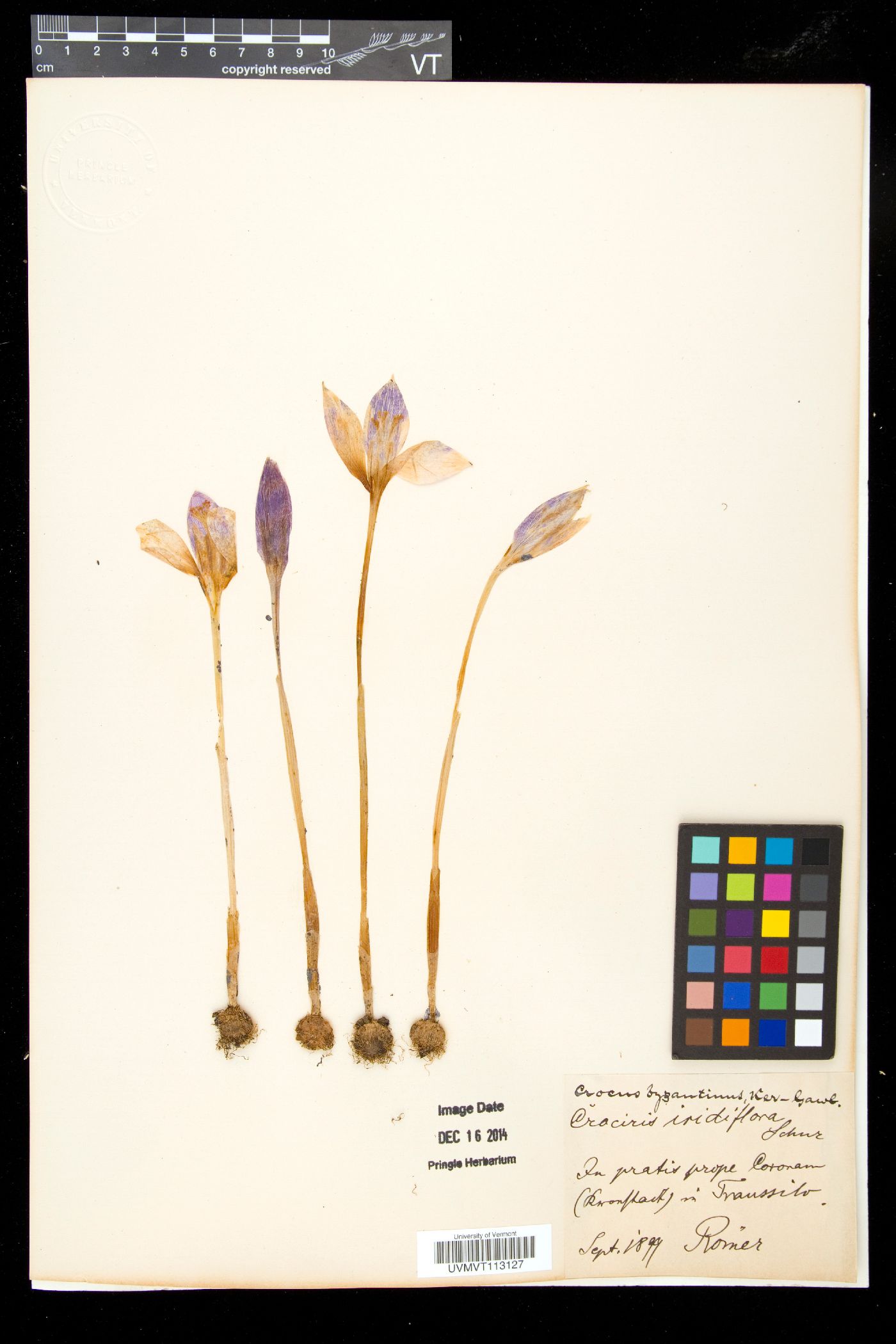 Crocus salzmannii image
