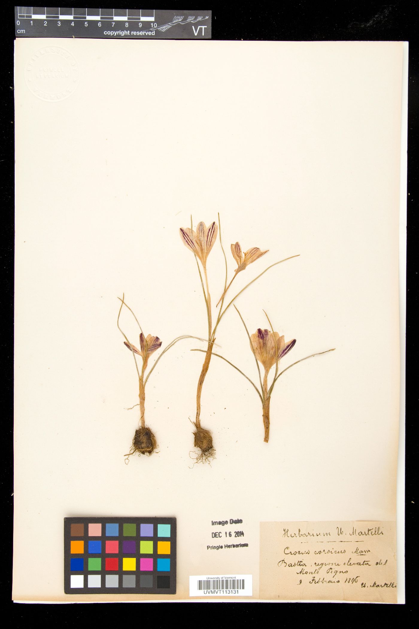 Crocus corsicus image