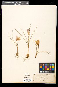 Crocus corsicus image