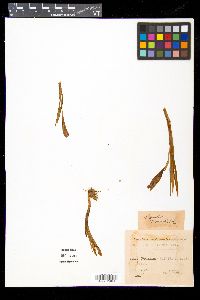 Crocus heuffelianus image