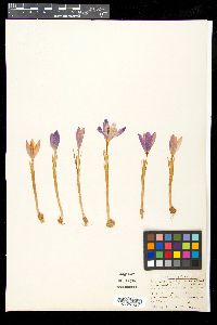 Crocus heuffelianus subsp. scepusiensis image
