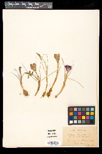 Crocus imperati image