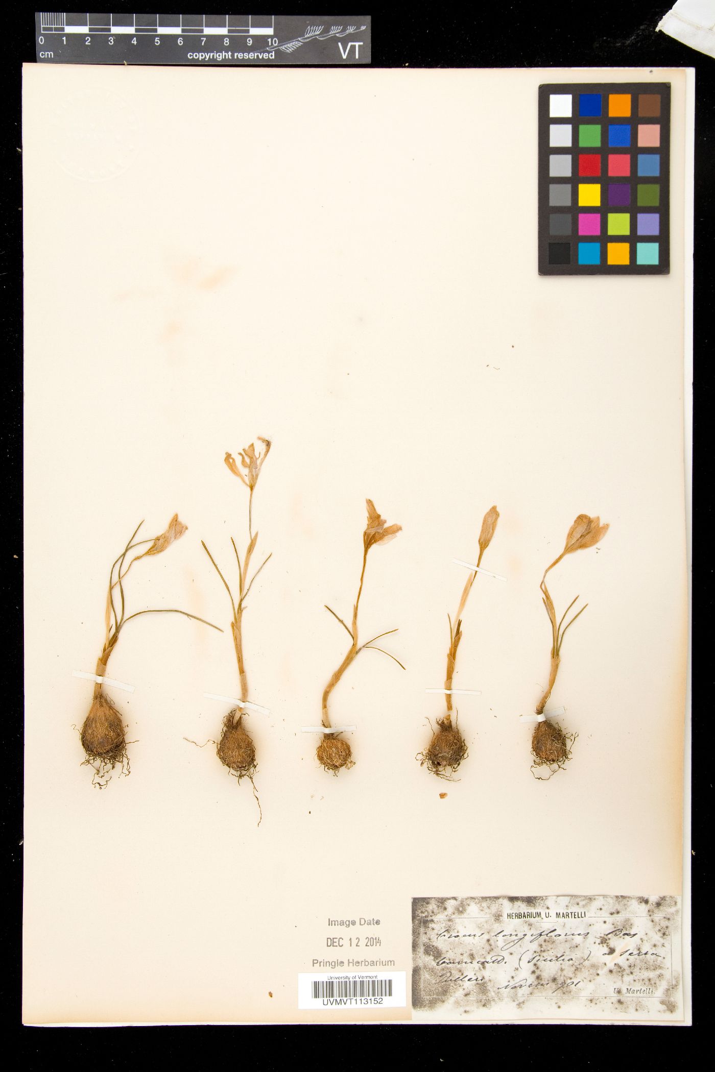 Crocus longiflorus image
