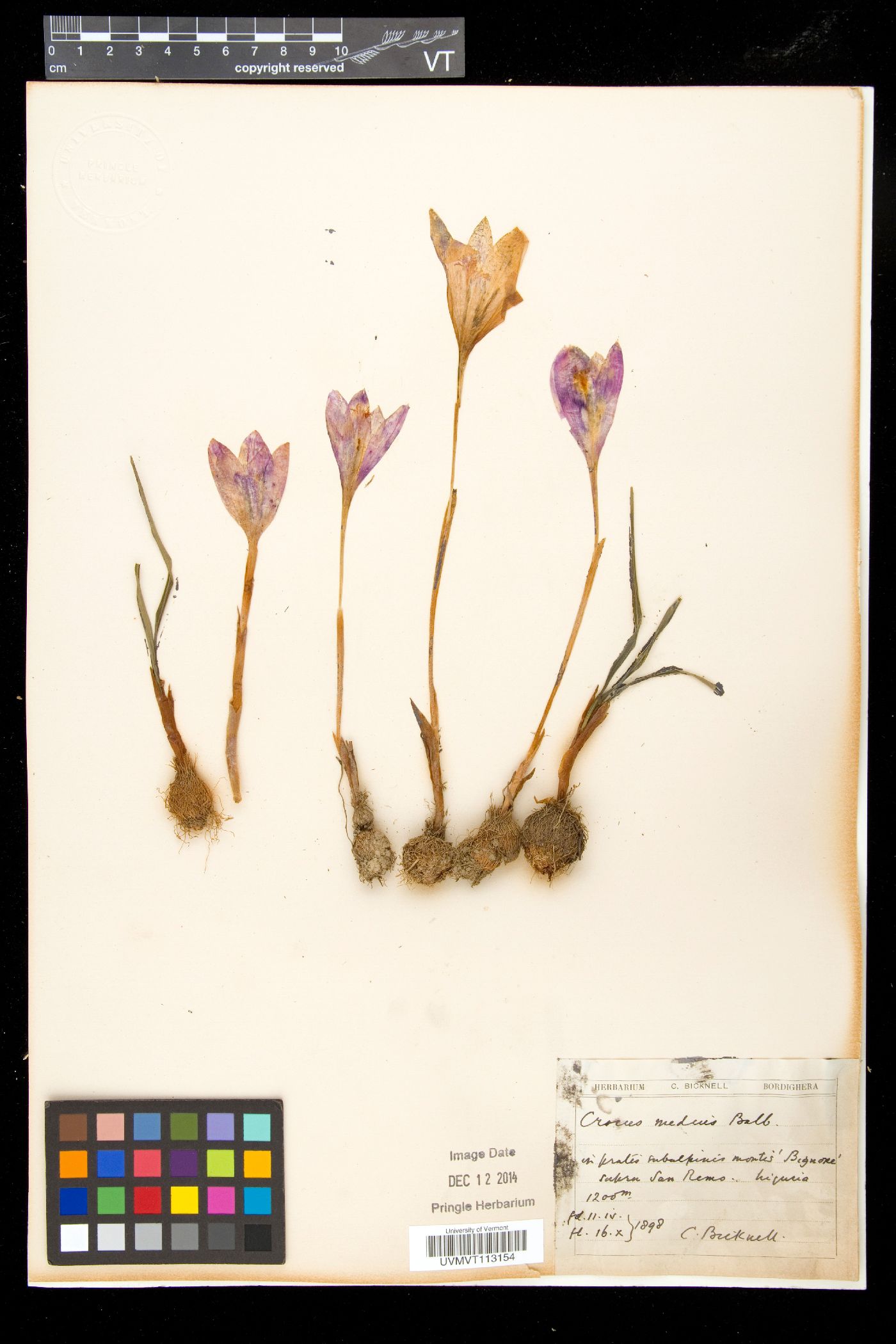 Crocus medius image