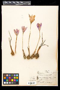 Crocus medius image