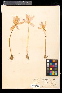 Crocus nudiflorus image
