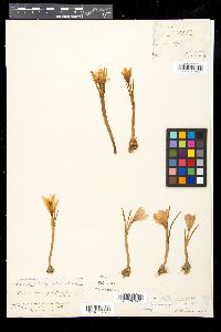 Crocus vernus image