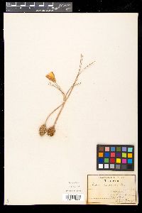 Crocus susianus image