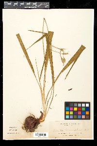Media resource of Eleutherine bulbosa