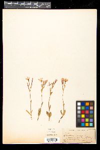 Geissorhiza ovata image