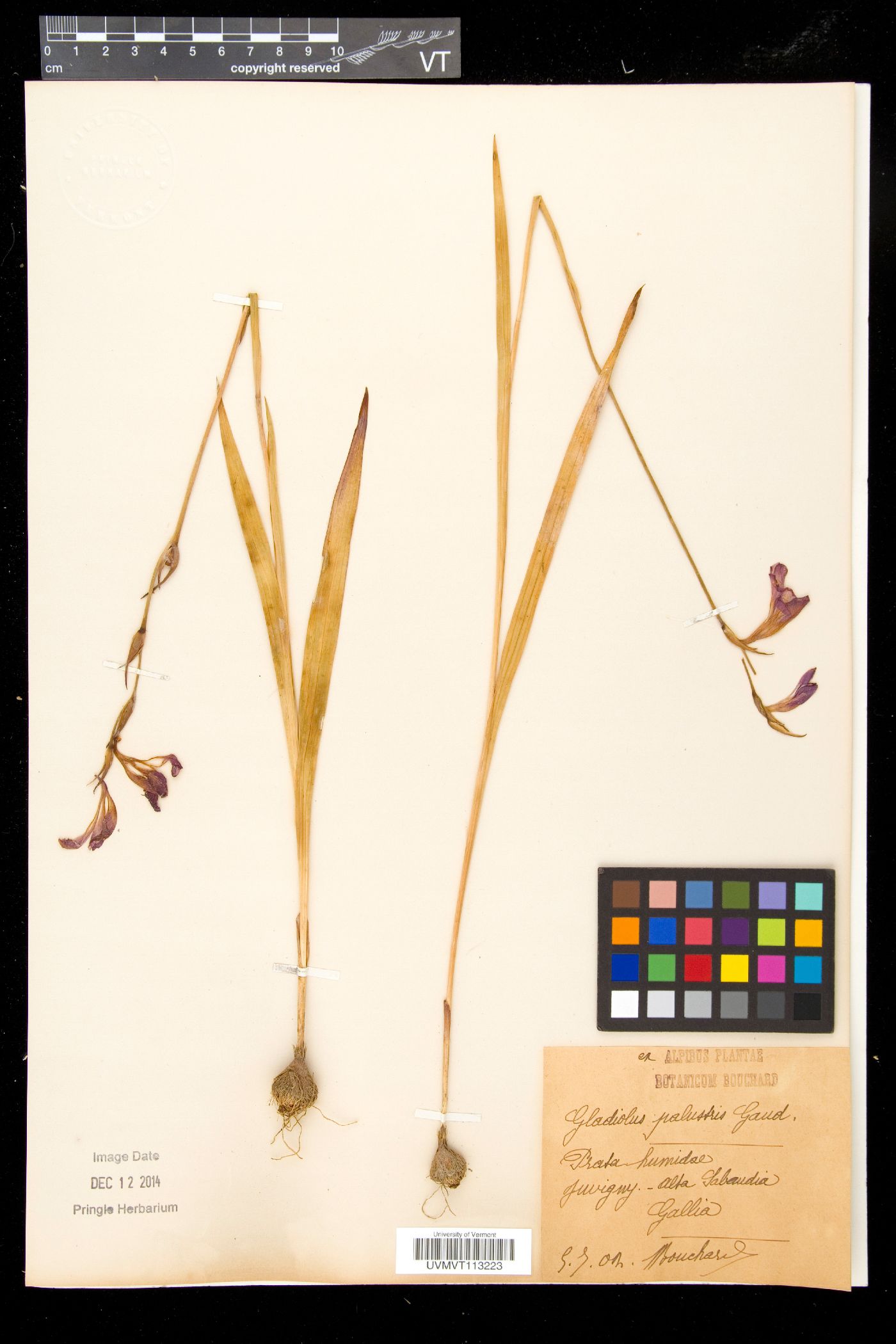 Gladiolus palustris image