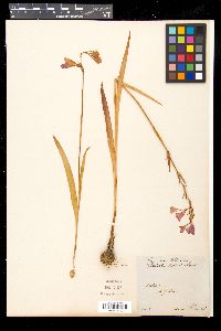 Gladiolus palustris image