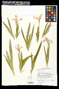 Iris cristata image