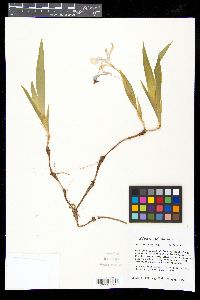 Iris cristata image